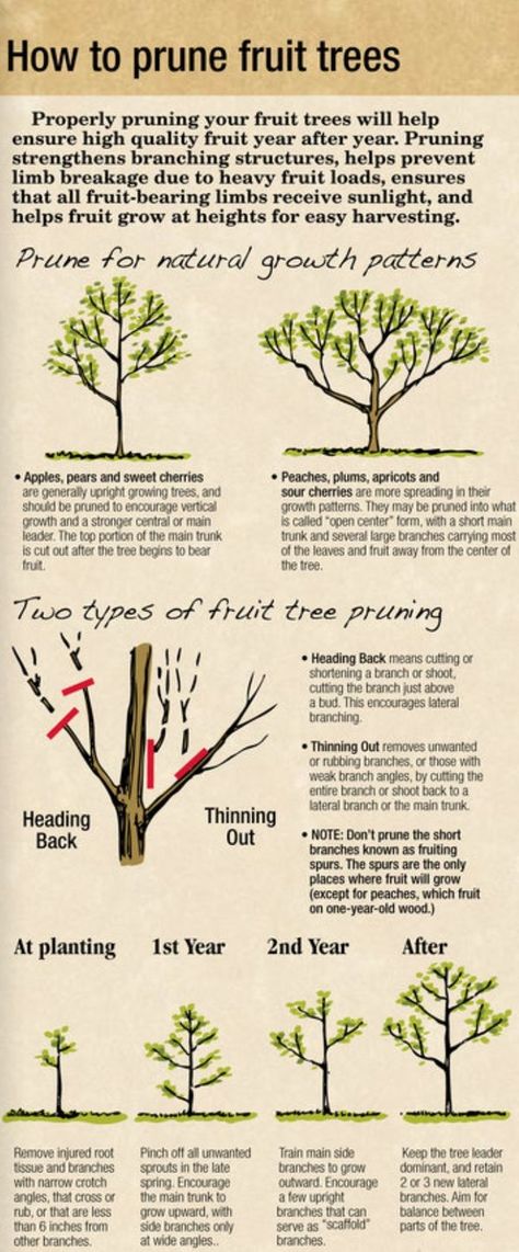 Backyard Trees Landscaping, Prune Fruit Trees, Lemon Pomegranate, Pruning Trees, Prune Fruit, Pineapple Guava, Pruning Fruit Trees, Backyard Trees, Growing Fruit Trees