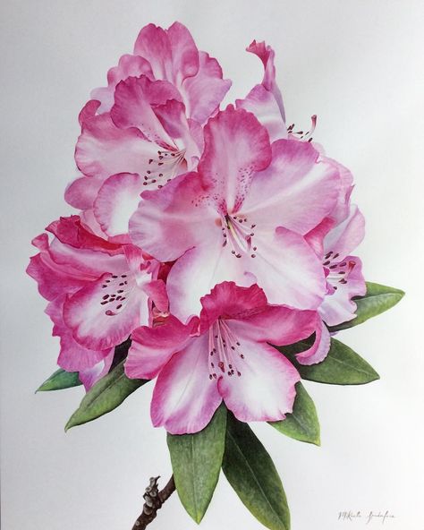 My freckled flowers #watercolor #watercolour #rhododendron #botanicalart #winsorandnewton #realism Watercolor Art Floral, Botanical Prints Free, Lotus Flower Art, Flowers Watercolor, Floral Inspiration, Tarot Art, Botanical Flowers, Flower Beauty, Watercolor Cards