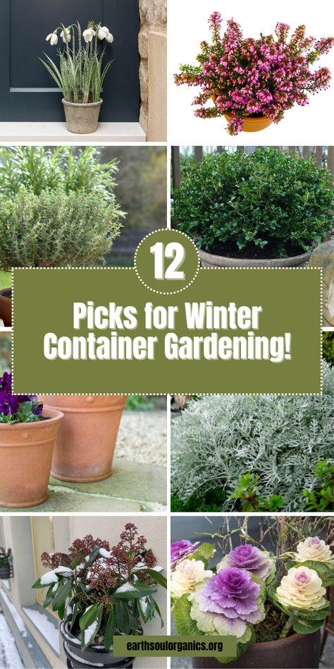 Brighten up your patio or porch this winter with our top 12 picks for container-friendly plants! Imagine the cheerful blooms of cyclamen or the rich red berries of wintergreen peeking through the snow. These hardy plants are specially chosen to thrive in pots, adding a vibrant splash of color and interest to your garden even when temperatures drop. Discover how you can have a gorgeous outdoor display all season! #WinterPlants #OutdoorDecor #WinterGardening Winter Garden Plants Outdoors, Winterize Outdoor Plants, Winter Porch Plants, Winter Potted Plants Outdoors, Plants For Winter Outdoor, Winter Garden Plants, Winter Flower Pots Outdoor, Winter Plants For Pots Outdoors, Winter Potted Plants