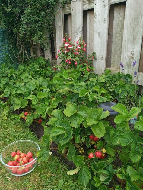 Strawberries 🍓 Backyard Strawberry Patch, Backyard Berry Patch, Strawberry Garden Aesthetic, Homestead Inspiration, Strawberry Bush, Shepherd Hut, Branch Drawing, Witchy Garden, Garden Plot