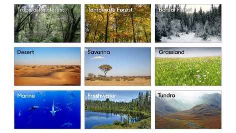 Biomes Savanna Grassland, Ecosystems Projects, Eid Photos, Boreal Forest, Quiz Questions, History Education, Animal Nutrition, Trivia Quiz, Biome