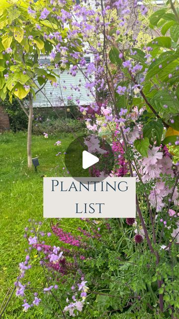 Rebecca Firman on Instagram: "The ✨prettiest✨ planting combination that also works well in clay and shade! The colours, the texture, it’s all perfect to me!  We have allium sphaerocephalon, Sidalcea Elsie Heugh, thalictrum Hewitt Double, Lythrum Robert and Hydrangea Silver Dollar. Let me know what you think of this beauty 🥹🤭  #gardeninguk #gardening #gardendesign #cottagegarden #cottagegarden #gardeningforbeginners" Allium Sphaerocephalon, Summer Songs, Decks Backyard, Gardening For Beginners, Silver Dollar, Cottage Garden, What You Think, Planting, Hydrangea