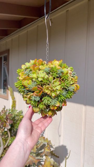 Unique Succulent Designs on Instagram: "Adding some succulent cuties to this heart shaped planter🌱❤️ Wait until the end for the final look!" Heart Succulent, Succulent Arrangements, Cute Heart, Hanging Hearts, Heart Ornament, Plant Art, Succulent Planter, Botany, Be Perfect