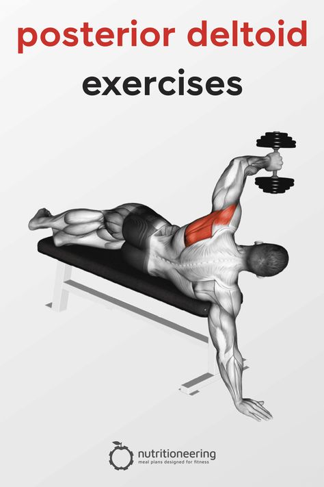 Posterior Deltoid Workout, Posterior Deltoid Exercises, Front Deltoid Exercises, Fitness Anatomy, Rear Deltoid Exercises, Deltoid Exercises, Delt Exercises, Rear Delt Exercises, Deltoid Workout