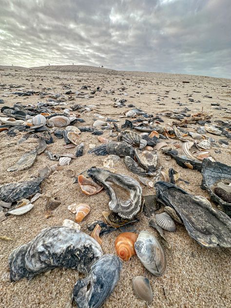 Chincoteague Island, Beachy Vibes, Island Holiday, Set Me Free, Local Travel, 2024 Vision, Beach Art, Ocean View, Sea Shells