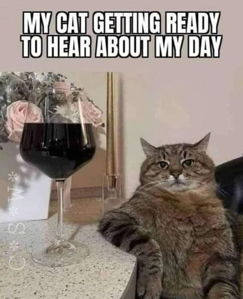 Cat Getting Ready, Insta Quotes, Cat Quotes Funny, Funny Animal Jokes, Cat Quotes, Funny Cat Pictures, Funny Animal Memes, Funny Cute Cats, Animal Jokes