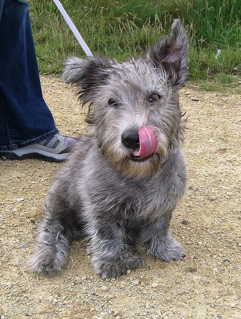 Glen of Imaal Terrier <<< looks a little like my dog.  I wonder if she's got glen in her... Idaho Shag Dog, Glen Of Imaal, Glen Of Imaal Terrier, Scruffy Dogs, Patterdale Terrier, Unique Dog Breeds, Every Dog Breed, Akc Breeds, Rare Dogs