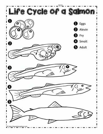 Life Cycle of the Salmon Salmon Crafts Preschool, Salmon Preschool Activities, Salmon Life Cycle Activities, Salmon Activities For Kids, Reptile Unit Study, Fish Unit Study, Salmon Life Cycle, Fish Life Cycle, Life Cycles Kindergarten