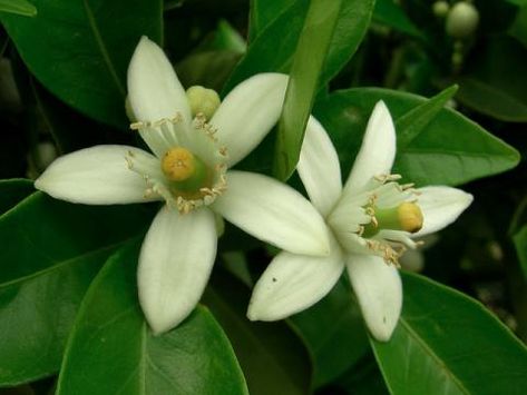 Orange blossom Florida State flower Florida State Flower, Orange Blossom Flower, Florida Flowers, State Flowers, Florida Images, Florida Plants, State Symbols, Florida Oranges, Flower Symbol