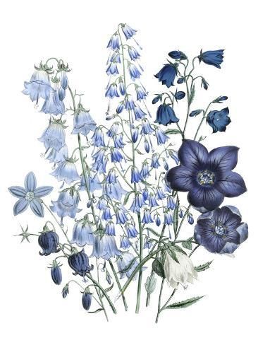 size: 12x9in Art Print: Loudon Florals IV by Jane W. Loudon : Posters Wall Art, Posters Wall, Botanical Prints, Art Art, Blue Flowers, Art Print, Art Prints, Flowers, Wall