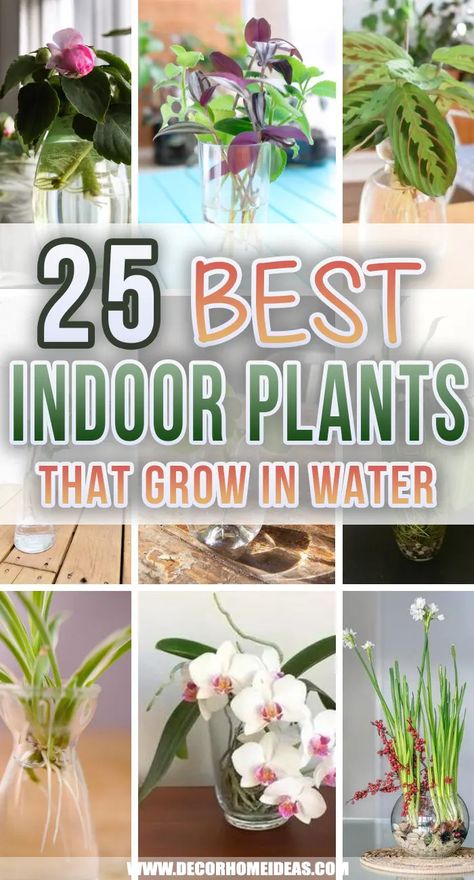 Hydro Plant, Water Plants Indoor, Plants Grown In Water, Indoor Water Garden, Plant Care Houseplant, Chinese Money Plant, Hydroponic Plants, Inside Plants, Growing Plants Indoors