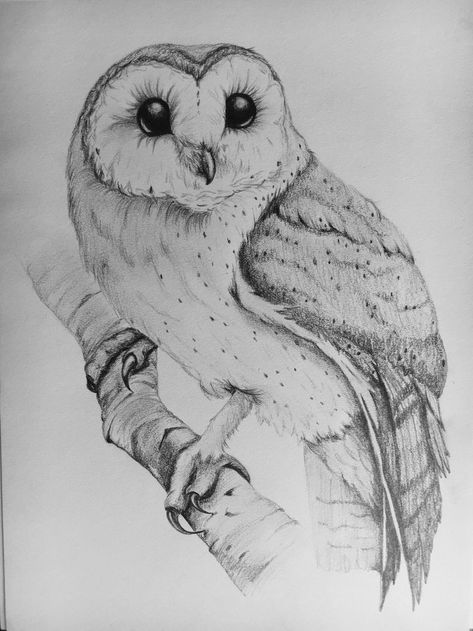 Owl Drawing Pencil, White Owl Art, Barn Owl Drawing, Barn Owl Tattoo, Bird Sketches, Drawing Owl, Feather With Birds Tattoo, Charcoal Artwork, Owl Sketch