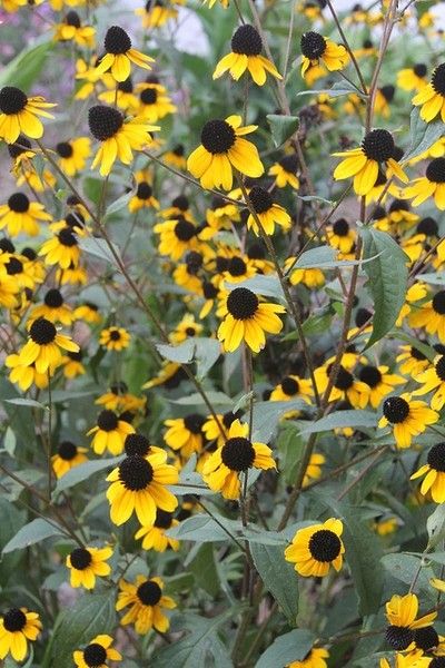 Brown Eyed Susans, Rudbeckia Triloba, Boulder Wall, Naturalistic Design, Yucca Filamentosa, Soil Texture, Drought Tolerant Garden, Starting Seeds Indoors, Walnut Grove