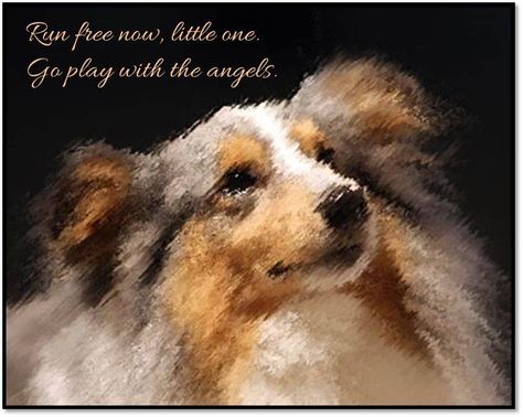 Run free now, little one. Go play with the angels. Run Free Dog Quotes, Run Free In Heaven Dog Quotes, High Quotes, Dog Run, House Pets, Dog Words, Dog Heaven, Chat Board, Pet Sympathy