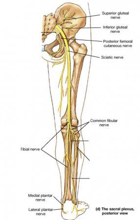 Nerves System, Nerves Quotes, Nerves In Leg, Tibial Nerve, Peroneal Nerve, Human Anatomy Chart, Nervous System Anatomy, Femoral Nerve, Nerve Anatomy