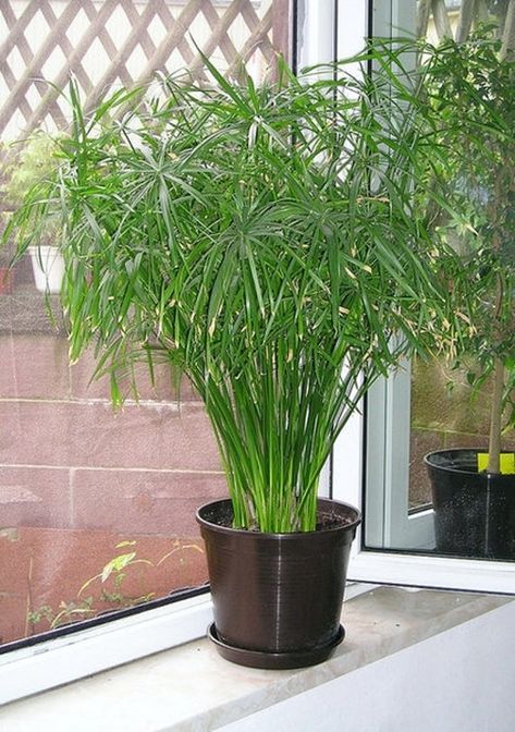 Cyperus Alternifolius, Umbrella Plant, Plant Seeds, Flower Spike, Cat Friendly, Water Plants, Planting Seeds, Water Garden, Tropical Plants