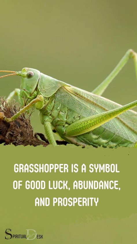 The grasshopper is a symbol of good luck, abundance, and prosperity. In many cultures, the grasshopper is also a symbol of resurrection and eternal life. The grasshopper is often seen as a positive omen, and it is believed that this creature brings good news and blessings. #bring #brings #believe #seen #blessing #blessings #creature Candle Spiritual Meaning, Grasshopper Meaning, Candle Spiritual, Green Grasshopper, Spiritual Candles, Spiritual Meaning, A Symbol, Eternal Life, Spirit Animal