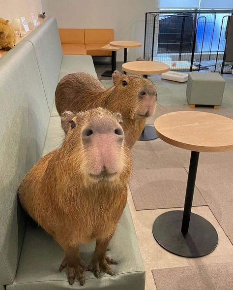 The Cafe Capyba is located in Tokyo and offers visitors the unique opportunity to cuddle with its two capybaras, Kohaku and Pisuke. 💛 Capybara Pet, Cute Small Animals, The Cafe, Silly Cats, Dog Trainer, Cute Creatures, Cute Friends, Cute Little Animals, Spirit Animal