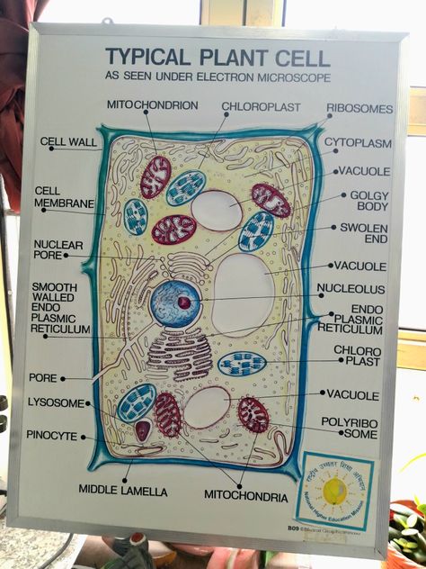 Typical Plant Cell Typical Plant Cell, Electron Microscope, Body Cells, Plant Cell, Cell Wall, Cell Membrane, Higher Education, Education, Plants