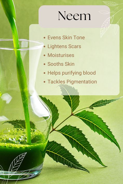 Ayurveda tradition highlights the potential benefits of Neem leaves for eyes, suggesting their use in treating headaches and skin conditions. Neem oil, derived from the seeds known for their medicinal properties, is believed to harness these qualities. It's essential to note that this information isn't intended as substitute for the medical advice of a trained healthcare professional. Neem Benefits Skin, Benefits Of Neem Leaves For Skin, How To Use Neem Leaves For Skin, Neem Oil Benefits Skin, Neem Leaves For Skin, Neem Leaf Benefits, Benefits Of Neem Oil, Neem Benefits, Benefits Of Neem