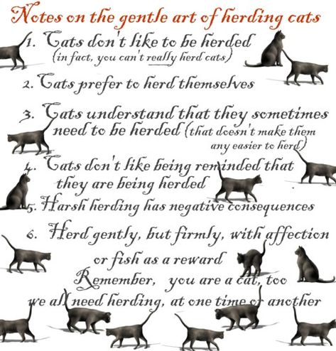 Managing children Like Herding Cats | love this! It's so true. :) Cats Sounds, Being A Leader, Cat Safe Plants, Herding Cats, Warrior Cats Books, Cat Crazy, Cat Humor, Cat Seat, Kids Ministry