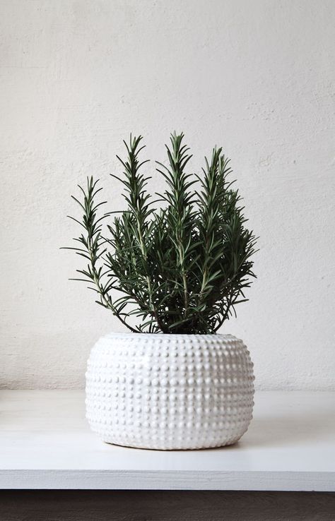 vase Plants Are Friends, Dekor Diy, Herb Pots, Interior Plants, Cactus Y Suculentas, Pretty Plants, Arte Floral, Ikebana, Plant Life