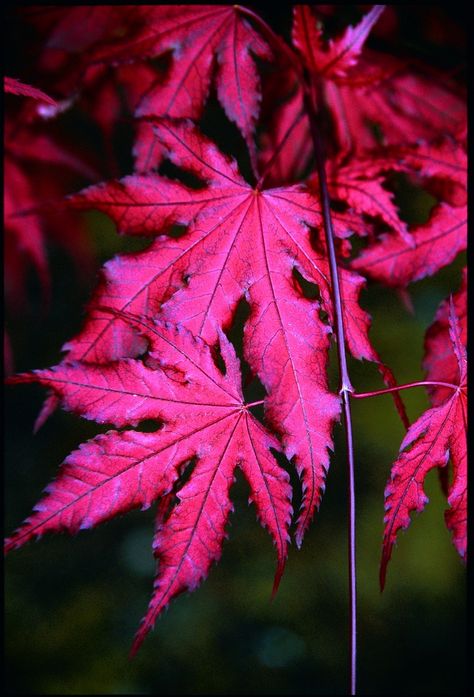 Purple Ghost Japanese Maple Purple Ghost, Nursery Plant, Japanese Maple Tree, Acer Palmatum, May 1st, Japanese Maple, Deciduous Trees, Backyard Projects, Plant Nursery