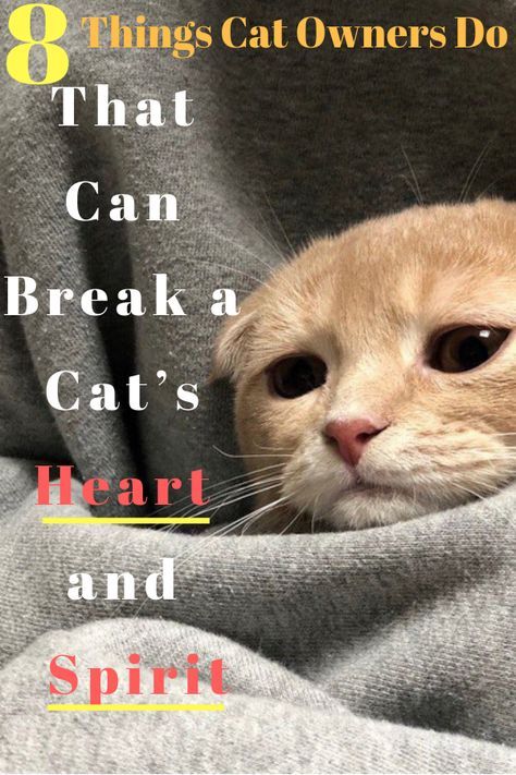 Cat Behavior Problems, Dog Insurance, Cat Hacks, Cat Care Tips, Kitten Care, Cat Parenting, S Heart, Cat S, Cat Training