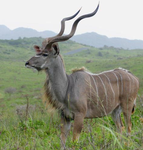 Greater Kudu, Antelope Animal, African Antelope, Animals Of Africa, Wetland Park, Amazing Animal Pictures, Africa Animals, Animal Study, Kwazulu Natal