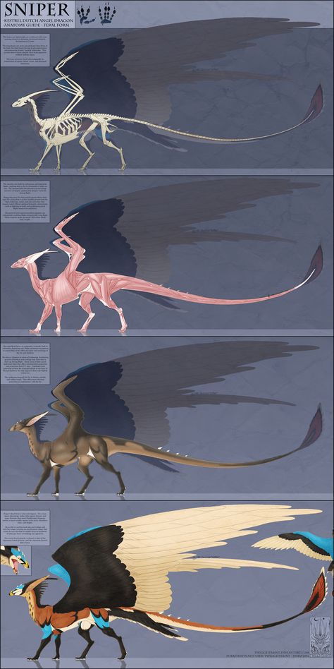 Dutch Angel Dragon, Wing Anatomy, Angel Dragon, Dragon Anatomy, Creature Concept Art, Anatomy Reference, Creature Concept, Anatomy, The Face