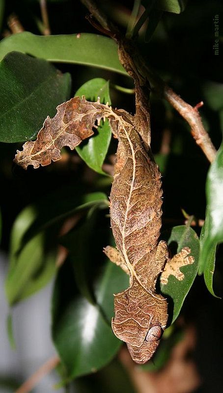 Satanic Leaf-Tailed Gecko Satanic Leaf Tailed Gecko, Lizard Dragon, Photos Animals, Chameleon Lizard, Cute Reptiles, Reptiles Pet, Airbrush Art, Silly Animals, Bugs And Insects