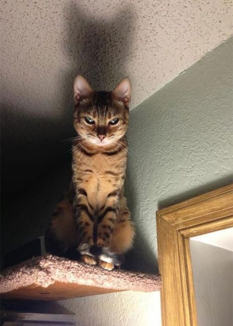 50 Photos Of Cats Looking Like They’re About To Summon An Evil Spirit Angry Cat Pictures, مرسيدس بنز, Angry Cat, Grumpy Cat, Funny Animal Pictures, Animal Memes, 귀여운 동물, Cute Funny Animals, Kung Fu