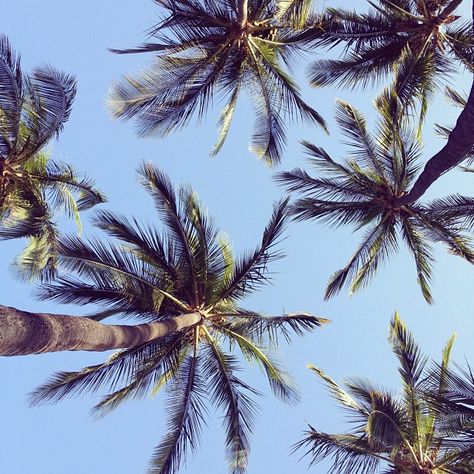 palms Palm Trees Tumblr, Tumblr Iphone Wallpaper, Palm Tree Art, Cali Girl, Bohol, Summer Breeze, Endless Summer, Tree Art, Summer Of Love