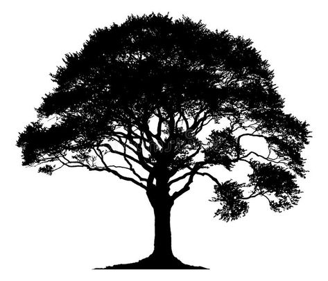 Silhouette of a lone tree. Isolated on white background , #AFF, #tree, #lone, #Silhouette, #background, #white #ad Oak Tree Silhouette Tattoo, Oak Tree Drawings, Oak Tree Silhouette, Tree Silhouette Tattoo, Pine Tattoo, Willow Tree Wedding, Oak Tree Tattoo, Pine Tree Tattoo, Tree Tattoo Designs