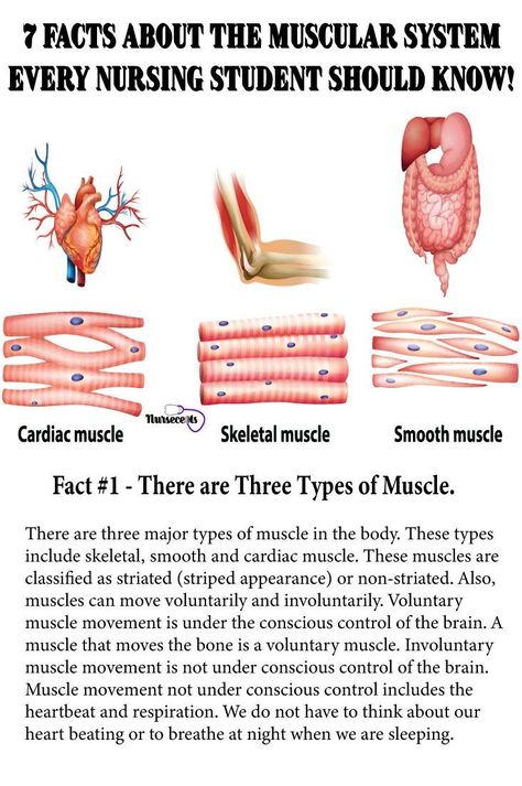 Muscles In The Body, The Muscular System, Muscular System Anatomy, Muscle System, Types Of Muscles, College Nursing, Basic Anatomy And Physiology, Nurse Study Notes, Pharmacology Nursing