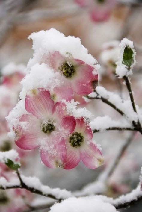 . You’ve cared for your garden all year, taking the time to fertilize, mulch, plant, water and prune your lovely garden specimens, so why stop now that winter is on its way? #Preparing_Your_Garden_for_Winter #Top_Pinned_Garden #Gardening Happy Groundhog Day, Spring Snow, Pink Dogwood, Dogwood Blossoms, Dogwood Trees, Winter Beauty, Winter Flowers, Winter Wonder, Jolie Photo