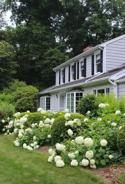 Classic New England home with hydrangea bushes lining front walk Mulch Alternatives, Low Maintenance Landscaping Front Yard, Exterior Gray Paint, Hydrangea Landscaping, Limelight Hydrangea, Driven By Decor, Hydrangea Care, Growing Hydrangeas, Hydrangea Garden