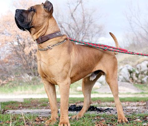 PRESA CANARIO (precio, colores, cuidados) | Razas de perros Presa Canario, Every Dog Breed, Dog Breeds, Pastel, Dogs, Animals