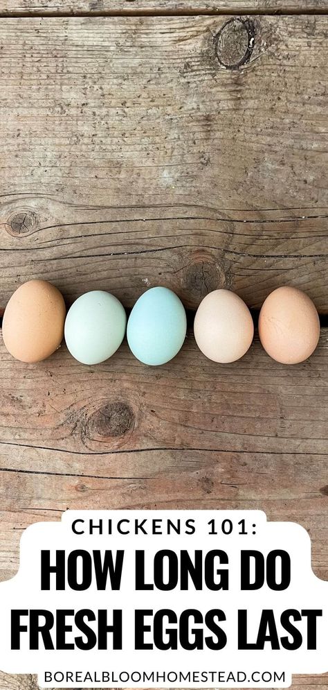 How Long Are Fresh Eggs Good For, Fresh Egg Shelf Life, How Long Do Fresh Eggs Last, How To Keep Eggs Fresh Longer, How To Store Fresh Eggs, Fresh Eggs Sign Diy, Fresh Eggs Storage, Eggs On Counter, Diy Fresh Egg Holder