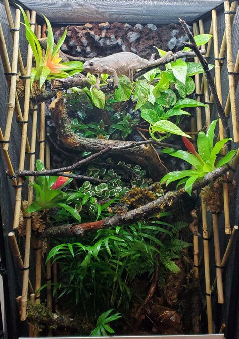 Veiled Chameleon Enclosure Ideas, Pet Camilion, Veiled Chameleon Care, Veiled Chameleon Enclosure, Diy Chameleon Enclosure, Chameleon Enclosure Ideas, Diy Chameleon Cage, Reptile Exhibit, Chameleon Cage Ideas