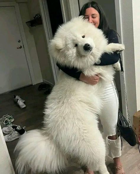 Cute Big Dogs, Big Dogs Breeds, Biggest Dog In The World, Big Fluffy Dogs, Biggest Dog, Big Dog Breeds, Samoyed Puppy, Samoyed Dogs, Dogs Breeds