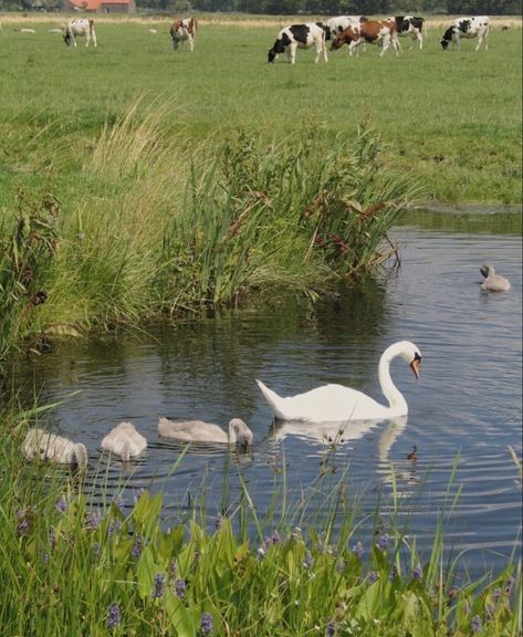 Nature Girlie, Country Coquette, Cottagecore Animals, Cottagecore Aesthetic, Spring Aesthetic, Nature Aesthetic, Swans, Cute Little Animals, Nature Animals