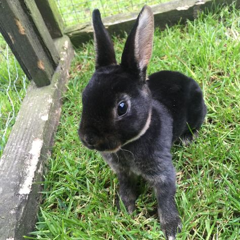 black otter rex rabbit - Google Search Rex Bunny, Mini Rex Rabbit, Baby Otter, Cutee Animals, Funny Rabbit, Baby Otters, Pet Bunny, Bunny Pictures, Rex Rabbit