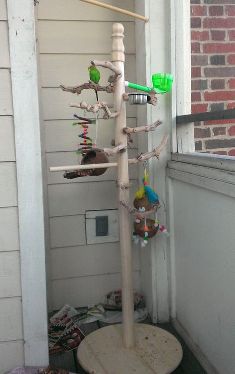 DIY Wood Gym Stand - petdiys.com Bird Play Gym, Homemade Bird Toys, Diy Parrot Toys, Cockatiel Toys, Diy Bird Cage, Parakeet Toys, Bird Pics, Diy Bird Toys, Budgie Toys