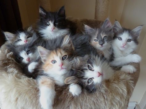 Cutest Kitten Breeds, Types Of Kittens, Norwegian Forest Kittens, Norwegian Cat, Kitten Breeds, Image Chat, Norwegian Forest, Forest Cat, Adorable Kitten