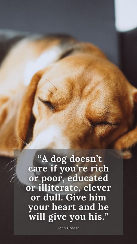 Dog Mama Quotes, Quotes About Dogs Love, Funny Quotes About Dogs, Quotes About Dogs Passing, Dog Loyalty Quotes, Dog Funny Quotes, Dog Best Friend Quotes, Dog Love Quotes, Quotes About Dogs