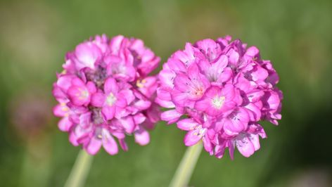 Sea Thrift: Everything You Should Know Before Planting - House Digest Sea Thrift Plant, Sea Thrift Flower, Thrift Flower, Thrift Plant, Gardener Tattoo, Sea Thrift, Border Plants, Ground Cover Plants, Companion Planting