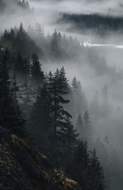 Foggy Forest Photography, Forlorn Aesthetic, Foggy Mountain Aesthetic, Dark Adventure Aesthetic, Pine Forest Aesthetic, Pine Tree Aesthetic, Foggy Forest Aesthetic, Foggy Trees, Fog Forest