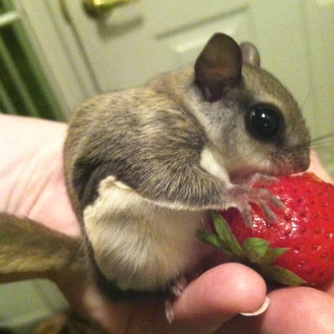 Our baby flying squirrel. Baby Flying Squirrel, Flying Squirrel Aesthetic, Flying Squirrel Pet, Northern Flying Squirrel, Pregnant Squirrel, Cute Animal Tattoos, Southern Flying Squirrel, Squirrel Eating Nut, Flying Squirrel