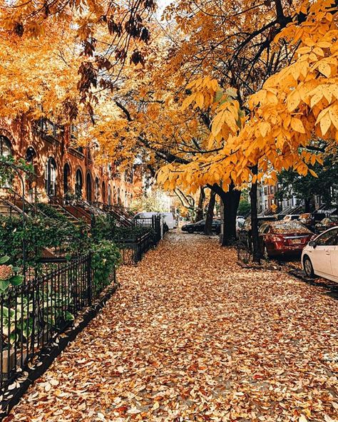 Fall In Nyc, Fall Nyc, Autumn In New York, Crown Heights, I Love Ny, Fall Decorations Porch, Beautiful Images Nature, Fall Porch, Best Seasons